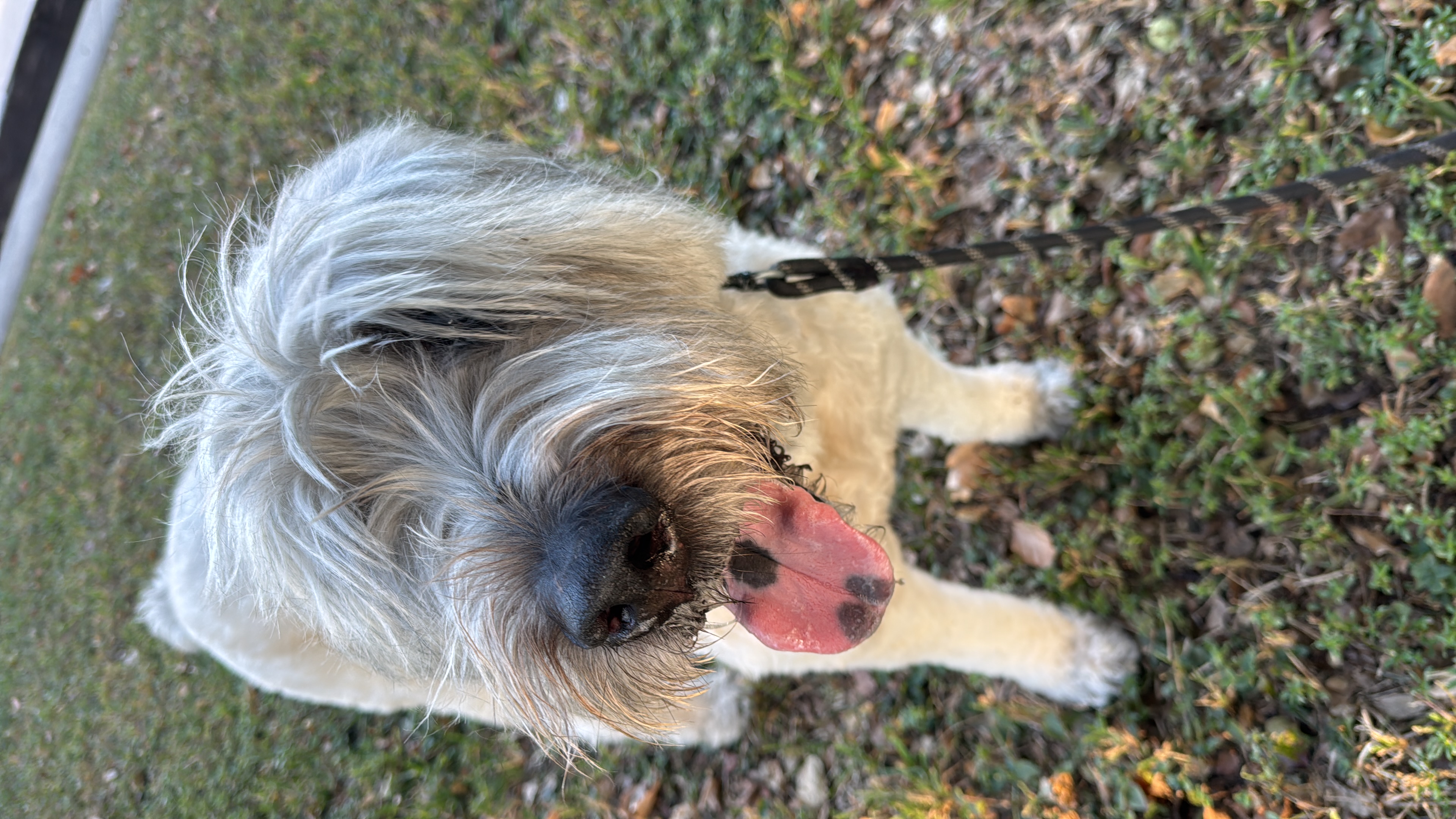 Samson today