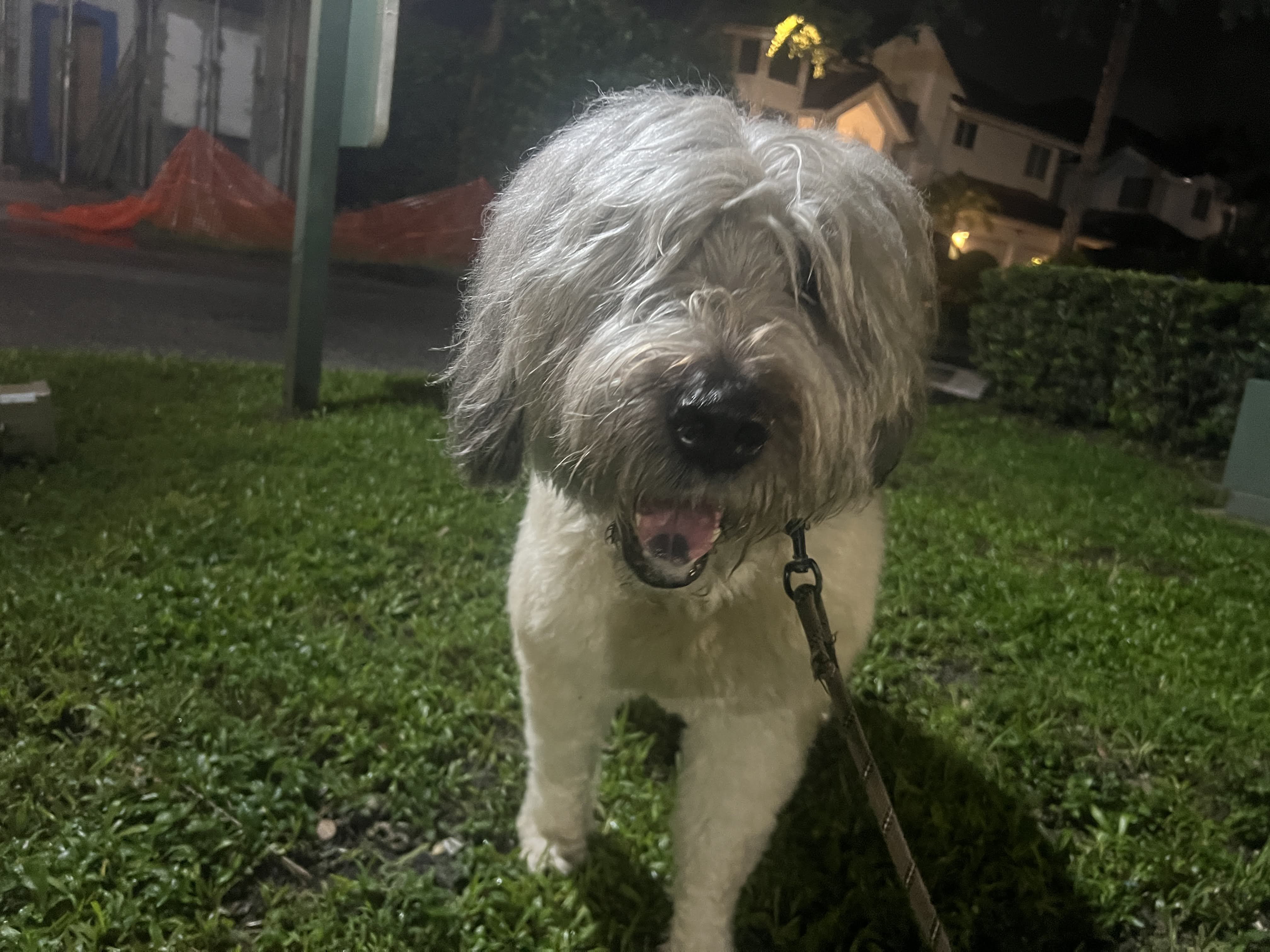Samson at night