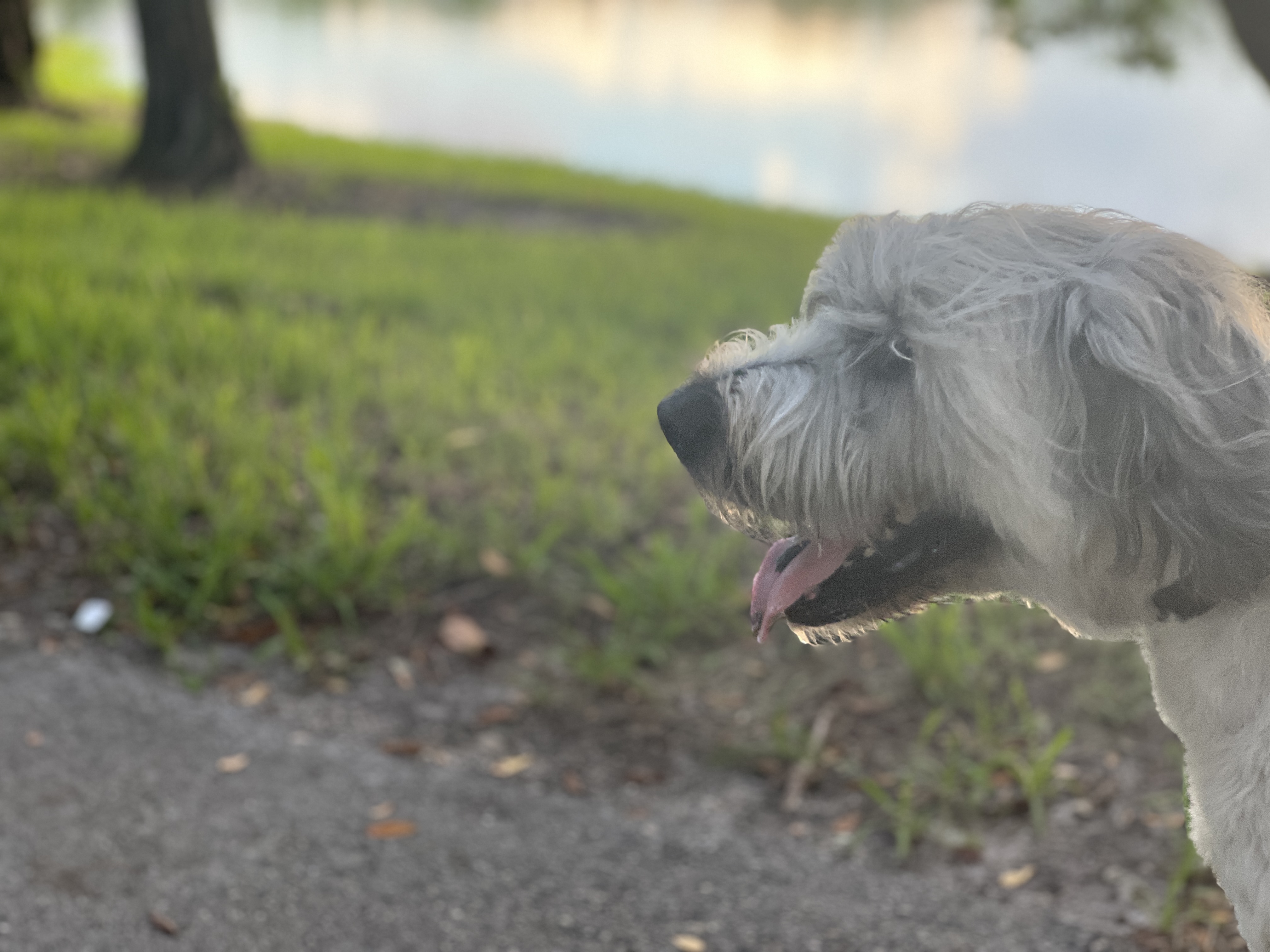 Samson profile