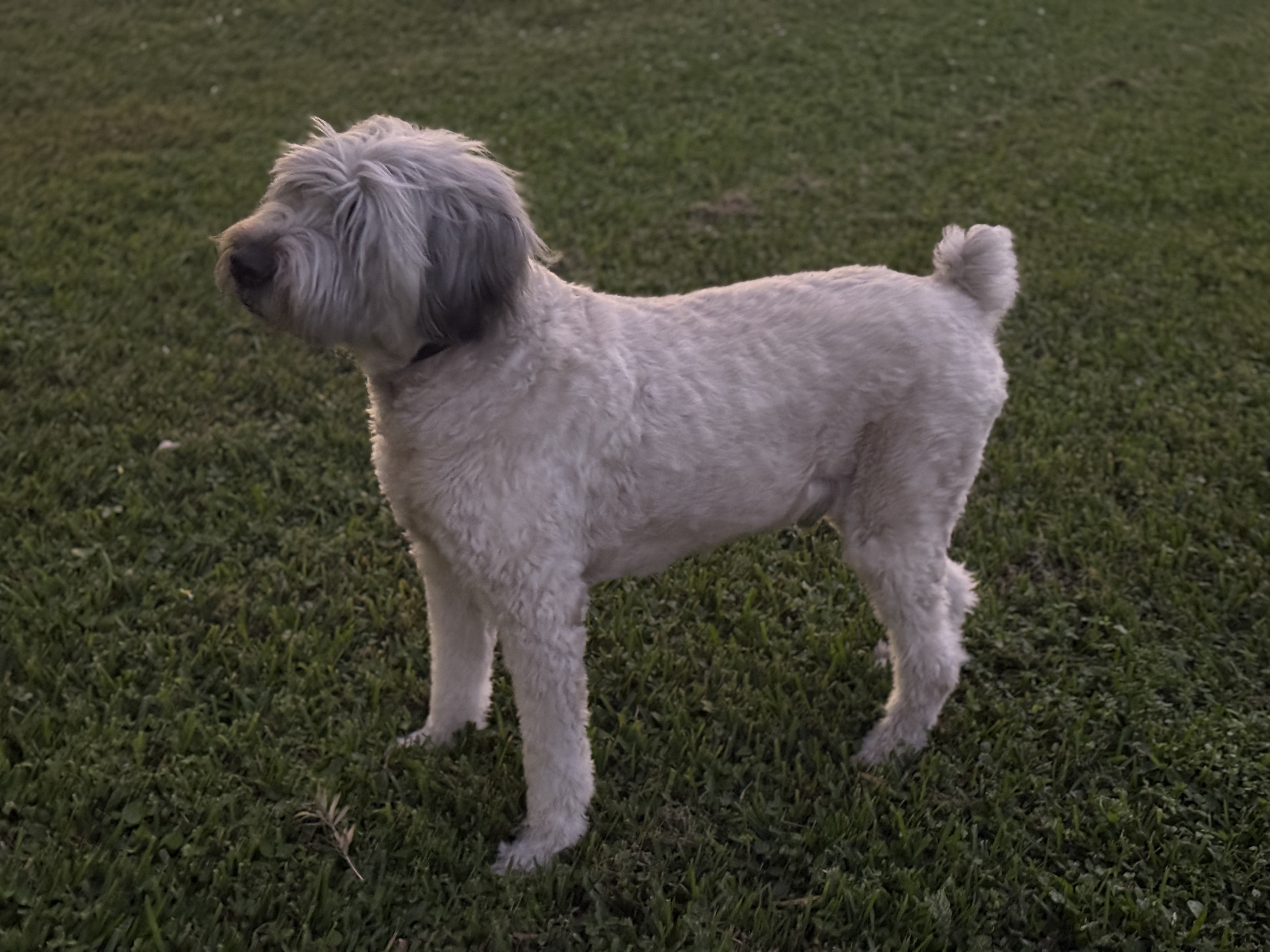 Samson during treatment